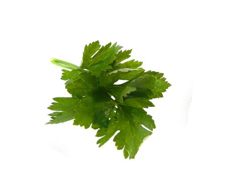 parsley isolated on a white backgroundの写真素材