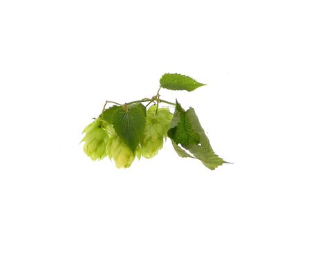 hops isolated on white backgroundの写真素材