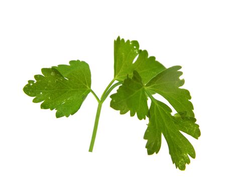 parsley isolated on a white backgroundの写真素材