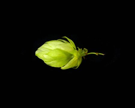 hops isolated on white background