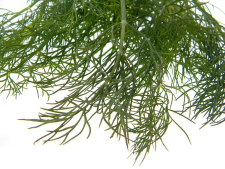 dill isolated on white backgroundの写真素材