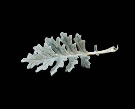 green leaf isolated on black backgroundの写真素材