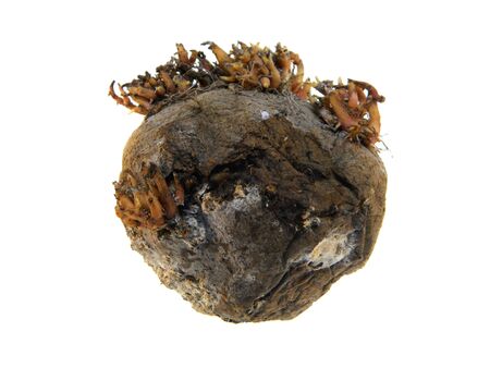 rotten potatoes isolated on white backgroundの写真素材