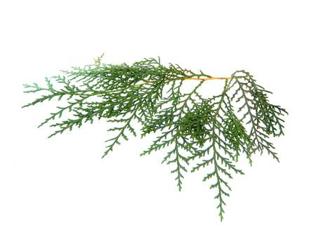 thuja isolated on white backgroundの写真素材