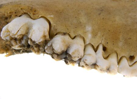teeth isolated on white backgroundの写真素材