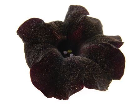 black flower isolated on white backgroundの写真素材