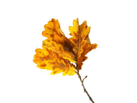 dry leaves isolated on white backgroundの写真素材