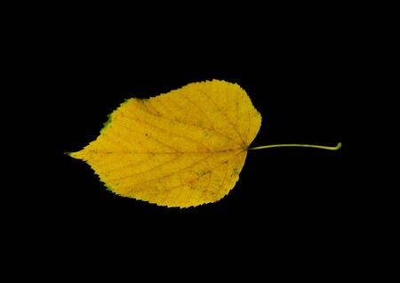                                dry leaves isolated on black backgroundの写真素材