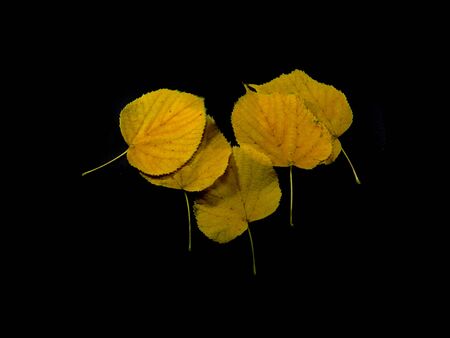                                dry leaves isolated on black backgroundの写真素材