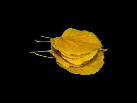                                dry leaves isolated on black background