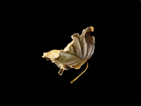                                dry leaf isolated on blackÂ  the background