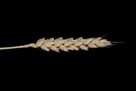 wheat isolated on white backgroundの写真素材