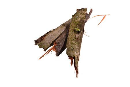 tree bark isolated on white backgroundの写真素材