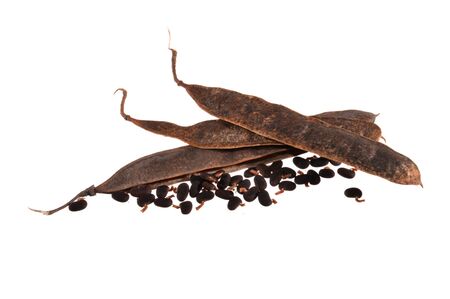 acacia seeds isolated on white backgroundの写真素材