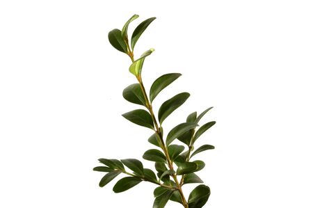 green leaf of a plant isolated on white backgroundの写真素材