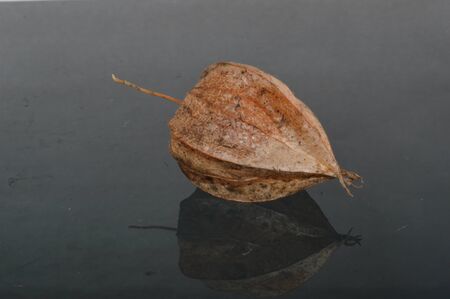 dry flower isolated on black backgroundの写真素材