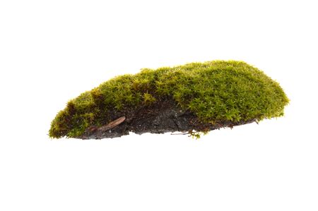 moss isolated on white backgroundの写真素材