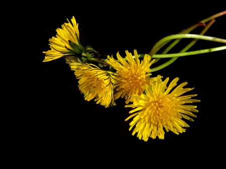                                yellow flower isolated on black backgroundの写真素材