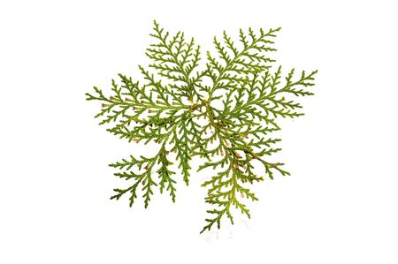 thuja isolated on white background