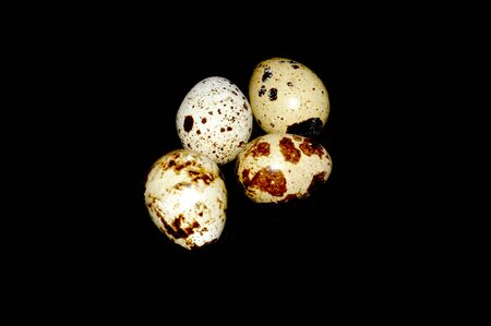 egg isolated on white backgroundの写真素材