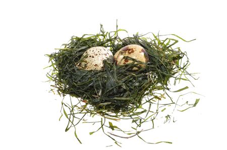 quail eggs isolated on white backgroundの写真素材