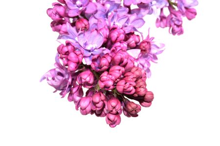 lilac isolated on white backgroundの写真素材