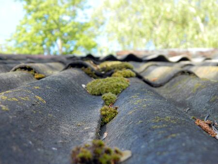 green moss after summer rainの写真素材