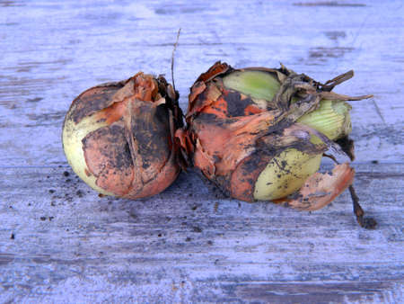 ripe onions on a wooden backgroundの写真素材
