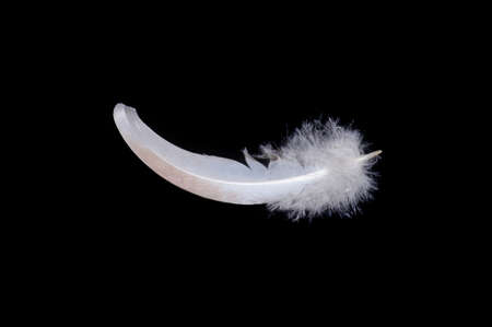 bird feather isolated on black background