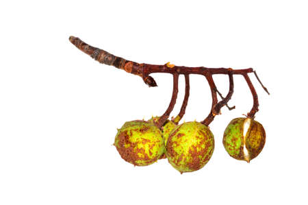 dry chestnuts isolated on white background