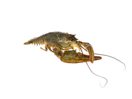 crayfish isolated on white backgroundの写真素材