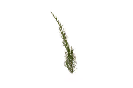 thuja branch isolated on white backgroundの写真素材