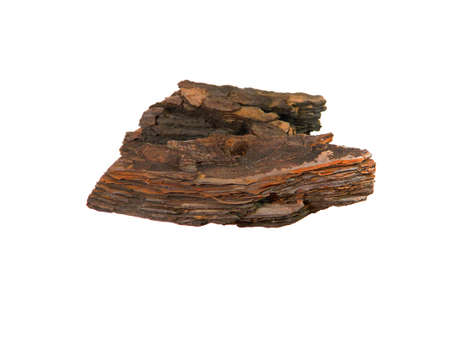 tree bark isolated on white background