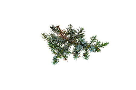 christmas tree branch isolated on white background