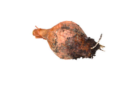 rotten onion isolated on white background