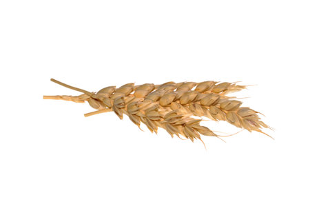 ears of wheat isolated on white background