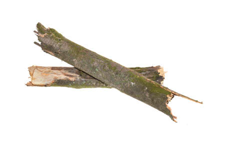 rotten branch isolated on white background