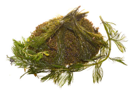 seaweed isolated on white background