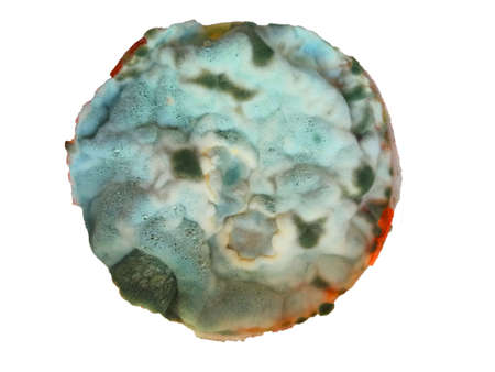 mold isolated on white background