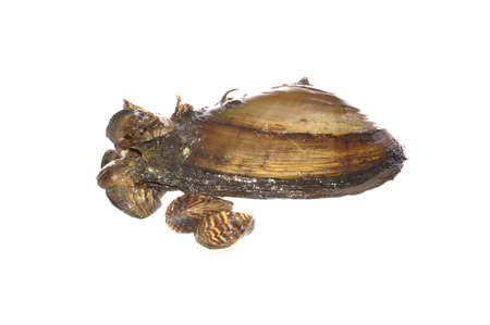 river shell isolated on white background