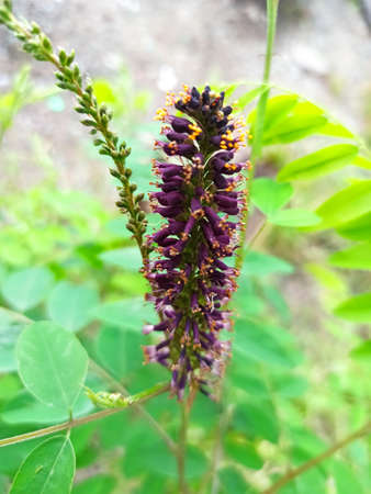 spring flower photographed - close-upの写真素材