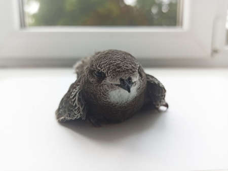 siskin chick - photographed in close-up large sizeの写真素材