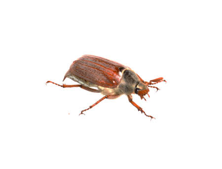 May beetle isolated on white background