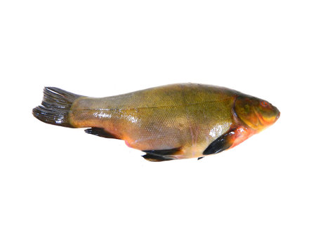 live fish isolated on white backgroundの写真素材