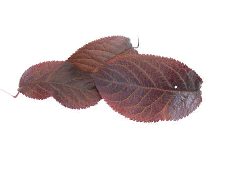 dry leaf isolated on white background