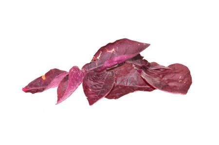 bush branch isolated on white background