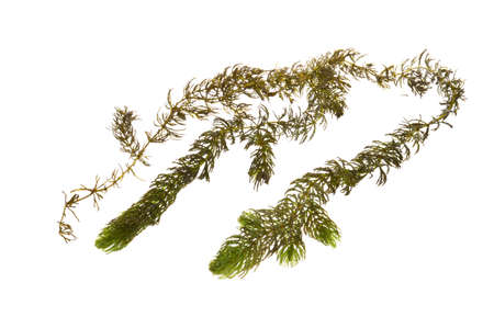 seaweed isolated on white backgroundの写真素材