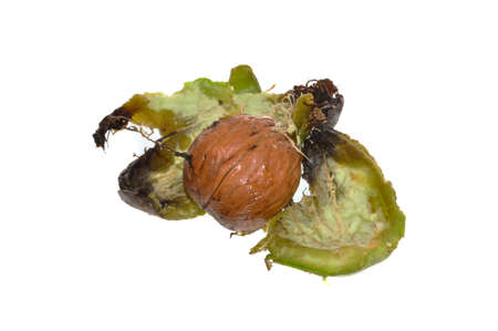 walnut isolated on white background