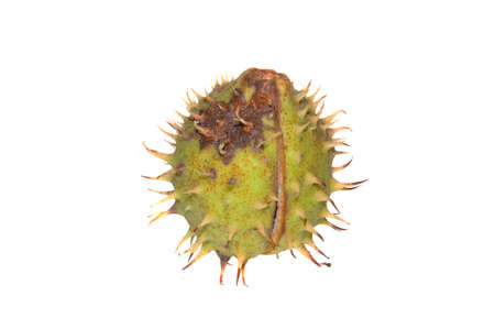 chestnut isolated on white background