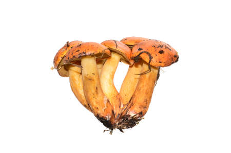 forest mushroom isolated on white background